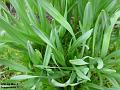 2003-0304daffsnot out